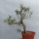 Yamadori - Pinus sylvestris - borovice lesní - 3/4