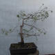 Yamadori - Pinus sylvestris - borovice lesní - 3/5