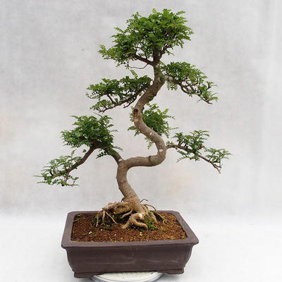 Pokojová bonsai - Zantoxylum piperitum - Pepřovník PB2191202 - 3