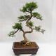Pokojová bonsai - Zantoxylum piperitum - Pepřovník PB2191202 - 3/5