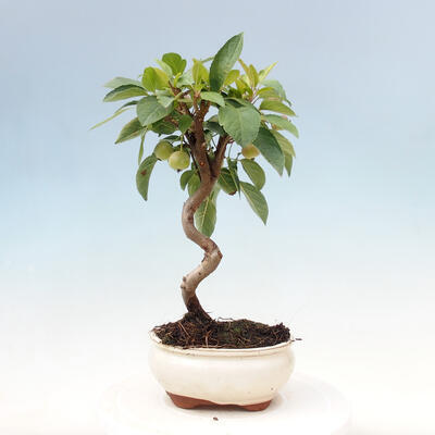 Venkovní bonsai -Malus halliana - Maloplodá jabloň - 3