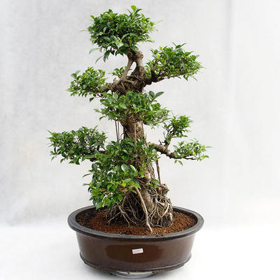 Pokojová bonsai - Ficus kimmen -  malolistý fíkus PB2191217 - 3
