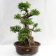 Pokojová bonsai - Ficus kimmen -  malolistý fíkus PB2191217 - 3/6