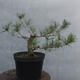 Yamadori - Pinus sylvestris - borovice lesní - 3/4