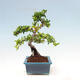Venkovní bonsai-Pyracanta Teton -Hlohyně - 3/5