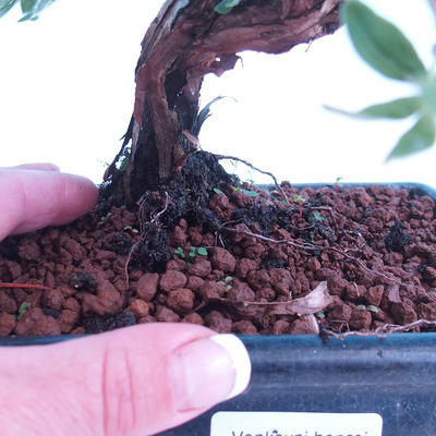 Venkovní bonsai -Mochna křovitá - Potentilla fruticosa - 3