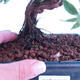 Venkovní bonsai -Mochna křovitá - Potentilla fruticosa - 3/3
