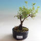 Venkovní bonsai-Mochna křovitá - Dasiphora fruticosa žlutá - 3/3