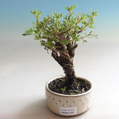 Venkovní bonsai-Mochna křovitá - Dasiphora fruticosa žlutá - 3