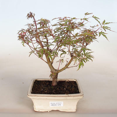 Venkovní bonsai -Javor dlanitolistý Acer palmatum Butterfly - 3