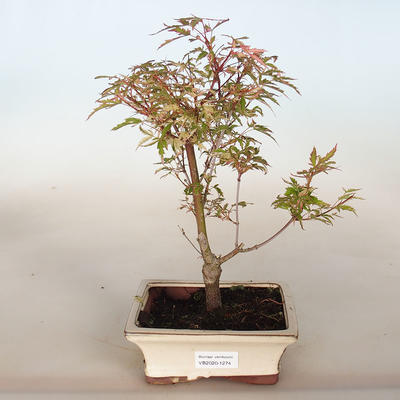 Venkovní bonsai -Javor dlanitolistý Acer palmatum Butterfly - 3
