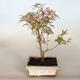 Venkovní bonsai -Javor dlanitolistý Acer palmatum Butterfly - 3/3