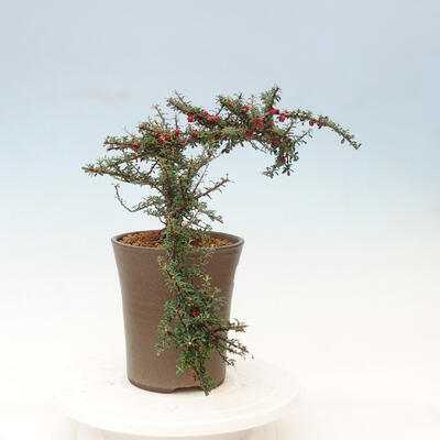 Venkovní bonsai-Cotoneaster microcarpa var.thymifolius-Skalník - 3