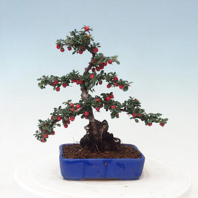 Venkovní bonsai - Cotoneaster horizontalis - Skalník - 3