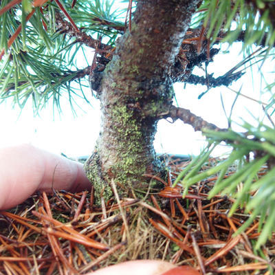 Venkovní bonsai - Pinus Mugo Humpy - Borovice - 3