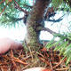 Venkovní bonsai - Pinus Mugo Humpy - Borovice - 3/3