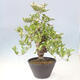 Venkovní bonsai - Hloh klínovitý - Crataegus cuneata - 3/6