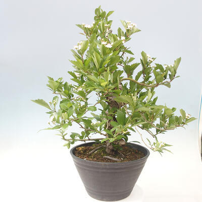 Venkovní bonsai - Hloh klínovitý - Crataegus cuneata - 3