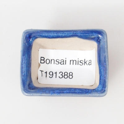 Mini bonsai miskat 4 x 3 x 2,5 cm, barva modrá - 3