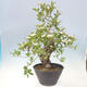 Venkovní bonsai - Hloh klínovitý - Crataegus cuneata - 3/6