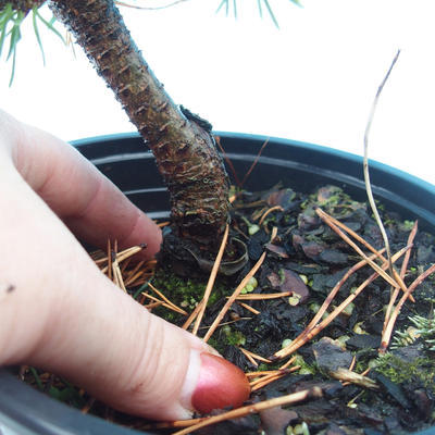 Venkovní bonsai - Pinus Mugo Mops - Borovice - 3