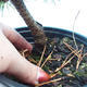 Venkovní bonsai - Pinus Mugo Mops - Borovice - 3/3