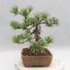 Venkovní bonsai - Pinus sylvestris - Borovice lesní - 3/4