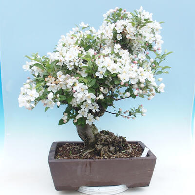 Venkovní bonsai - Malus halliana -  Maloplodá jabloň - 3