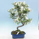 Venkovní bonsai - Malus halliana -  Maloplodá jabloň - 3/5