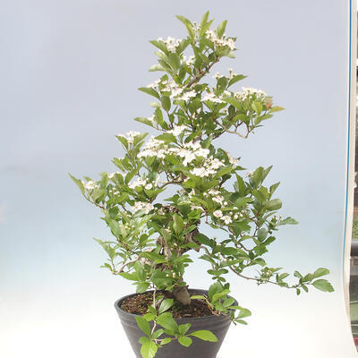 Venkovní bonsai - Hloh klínovitý - Crataegus cuneata - 3
