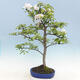 Venkovní bonsai - Malus halliana -  Maloplodá jabloň - 3/5