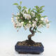 Venkovní bonsai - Malus halliana -  Maloplodá jabloň - 3/4