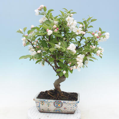 Venkovní bonsai - Malus halliana -  Maloplodá jabloň - 3