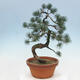 Venkovní bonsai - Pinus parviflora - Borovice drobnokvětá - 3/4