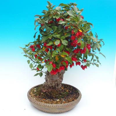 Venkovní bonsai -Malus halliana Maloplodá jabloň - 3