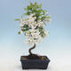 Venkovní bonsai - Malus halliana -  Maloplodá jabloň - 3/4