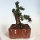 Venkovní bonsai - Taxus cuspidata  - Tis japonský - 3/6