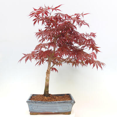 Venkovní bonsai - Acer palm. Atropurpureum-Javor dlanitolistý - 3