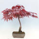 Venkovní bonsai - Acer palmatum Atropurpureum - Javor dlanitolistý červený - 3/7