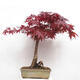 Venkovní bonsai - Acer palmatum Atropurpureum - Javor dlanitolistý červený - 3/7