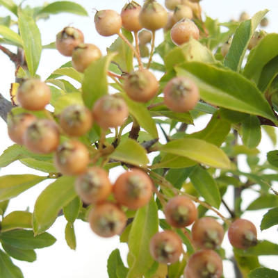 Venkovní bonsai-Pyracanta Teton -Hlohyně - 3