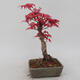 Venkovní bonsai - Javor palmatum DESHOJO - Javor dlanitolistý - 3/5