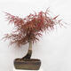Venkovní bonsai - Javor dlanitolistý - Acer palmatum RED PYGMY - 3/6