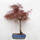 Venkovní bonsai - Javor dlanitolistý - Acer palmatum RED PYGMY - 3/6
