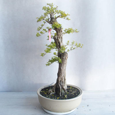Pokojová bonsai - Duranta erecta aurea - 3