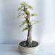 Pokojová bonsai - Duranta erecta aurea - 3/5