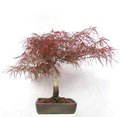 Venkovní bonsai - Javor dlanitolistý - Acer palmatum RED PYGMY - 3