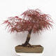 Venkovní bonsai - Javor dlanitolistý - Acer palmatum RED PYGMY - 3/5