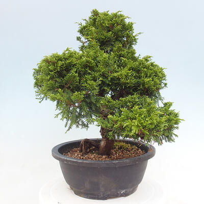 Venkovní bonsai - Juniperus chinensis Itoigawa -Jalovec čínský - 3