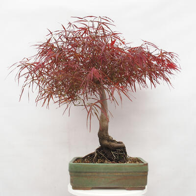 Venkovní bonsai - Javor dlanitolistý - Acer palmatum RED PYGMY - 3